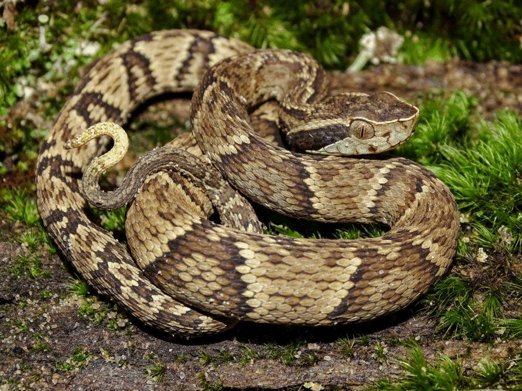 Jararaca-comum — 
"Bothrops jararaca". Fotografia: Thiago M. Castro