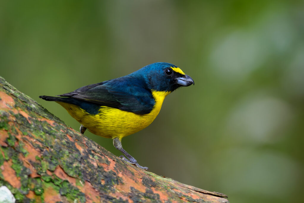 Cais-cais — "Euphonia chalybea" — Green-throated Euphonia.  Fotografia: Frederico  Swarofsky