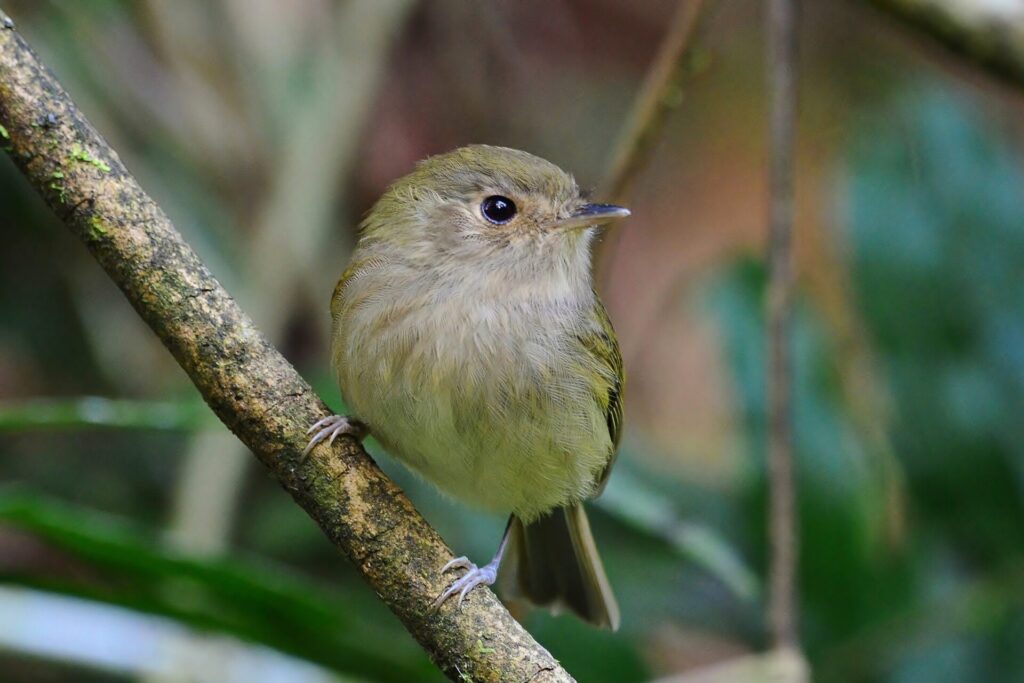 Catraca — "Hemitriccus obsoletus" — Brown-breasted Pygmy-Tyrant. Fotografia: Maicon Molina