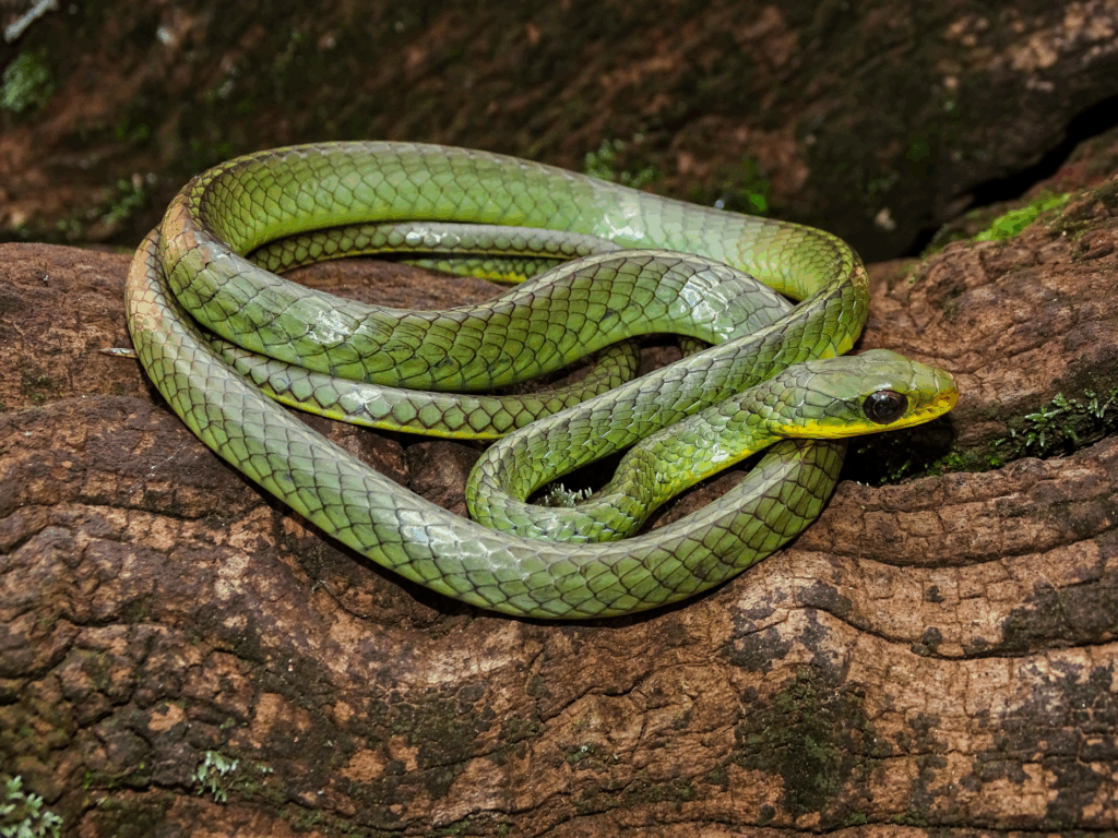 Cobra-cipó — 
"Chironius bicarinatus". Fotografia: Thiago M. Castro