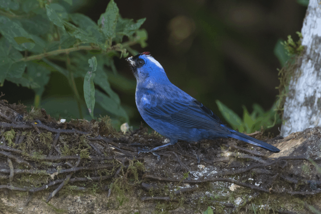 Sanhaço-frade — "Stephanophorus diadematus" — Diademed Tanager. Fotografia: Zig Koch