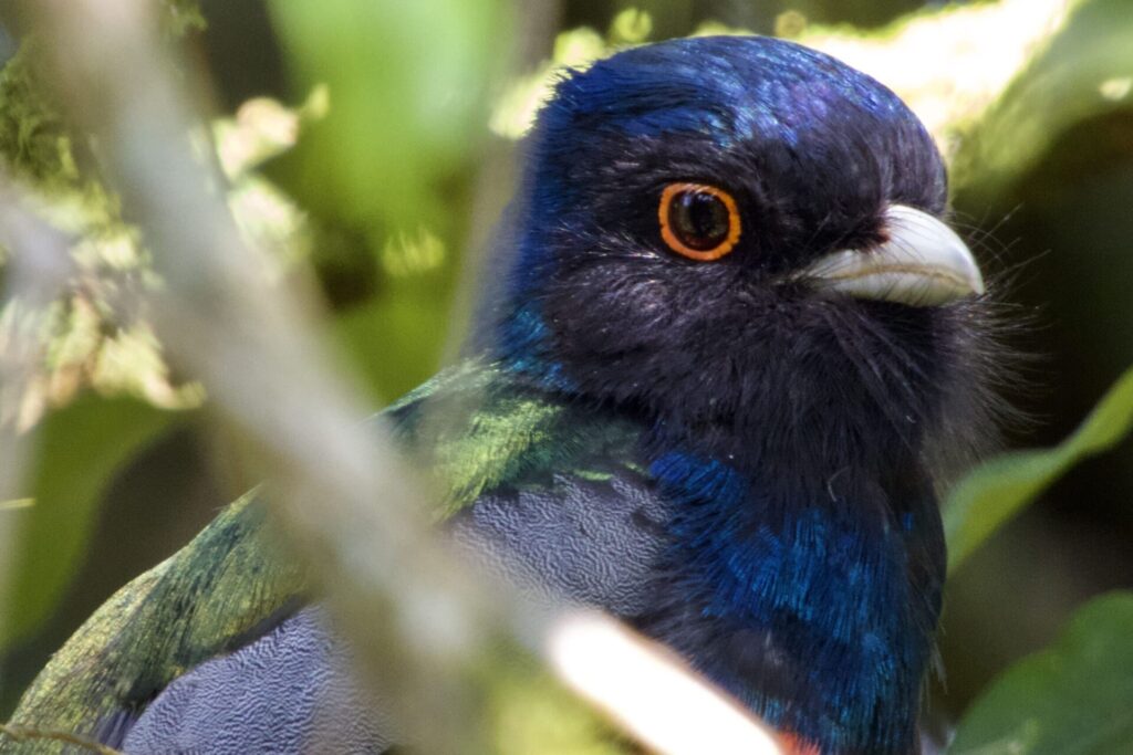 Surucuá-variado — "Trogon surrucura" — 
Surucua Trogon. Fotografia: Raphael Sobania