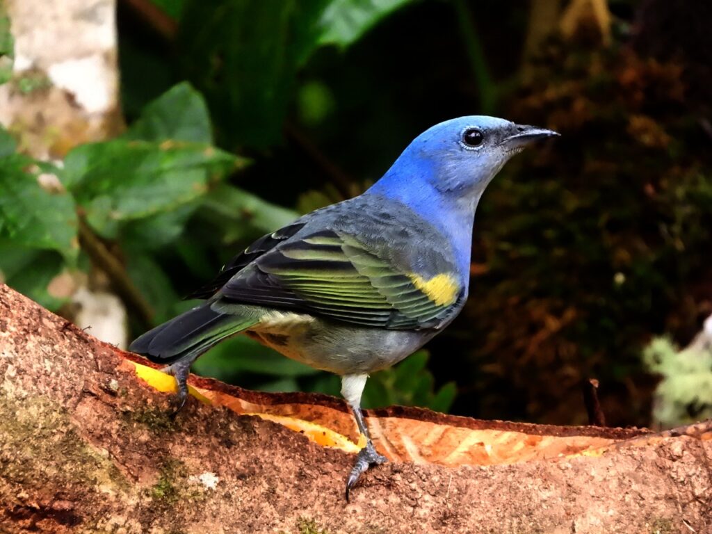 Sanhaço-de-encontro-amarelo — "Thraupis ornata" — Golden-chevroned Tanager. Fotografia: Edgar Fernandez