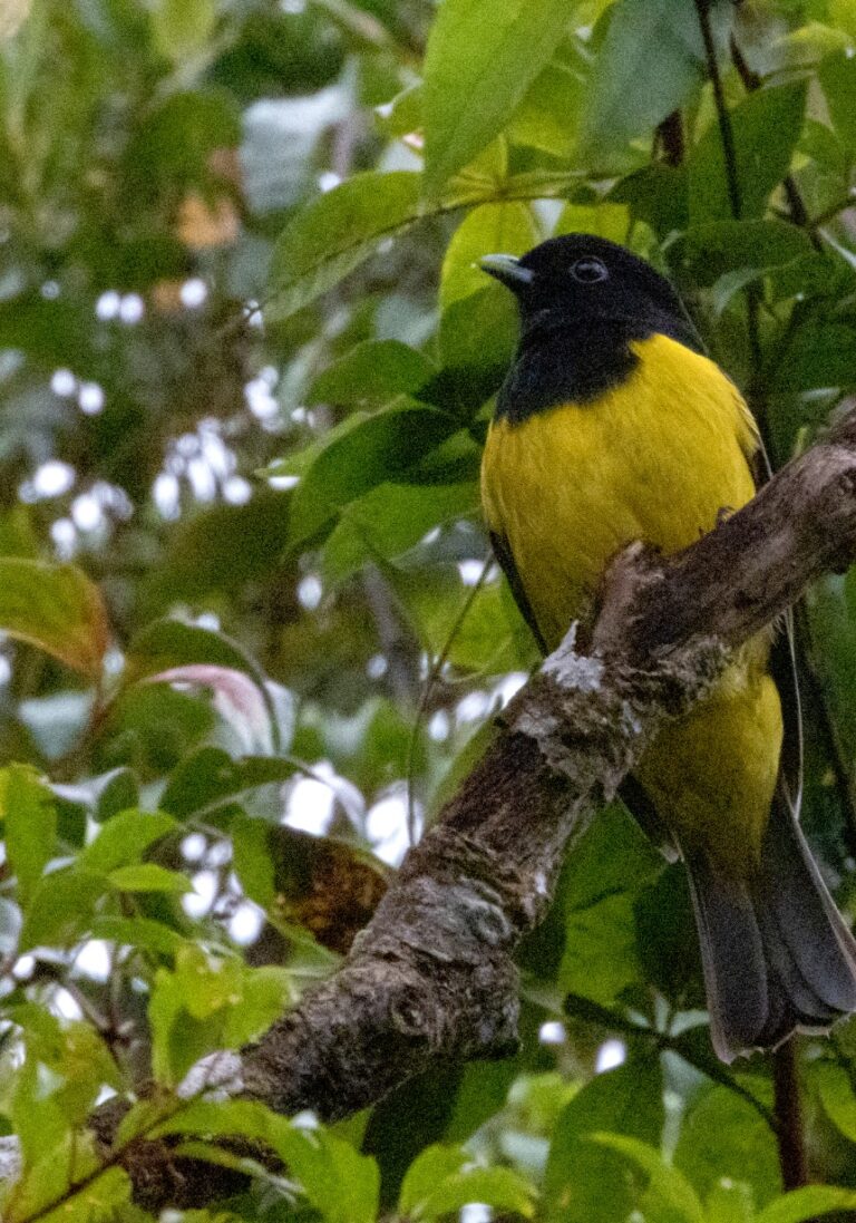 Corocoxó — 
"Carpornis cucullata" — Hooded Berryeater. Fotografia: Edgar Fernandez