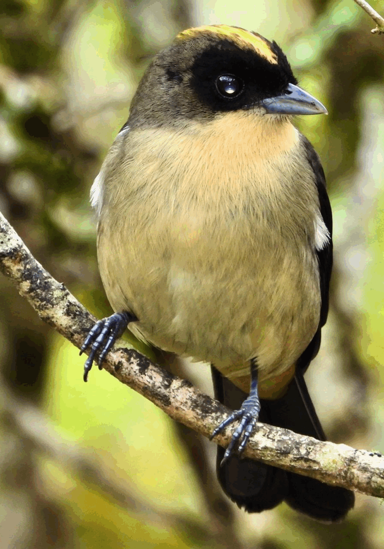 Tiê-de-topete — 
"Trichothraupis melanops" — Black-goggled Tanager. 
Fotografia: Raphael Sobania