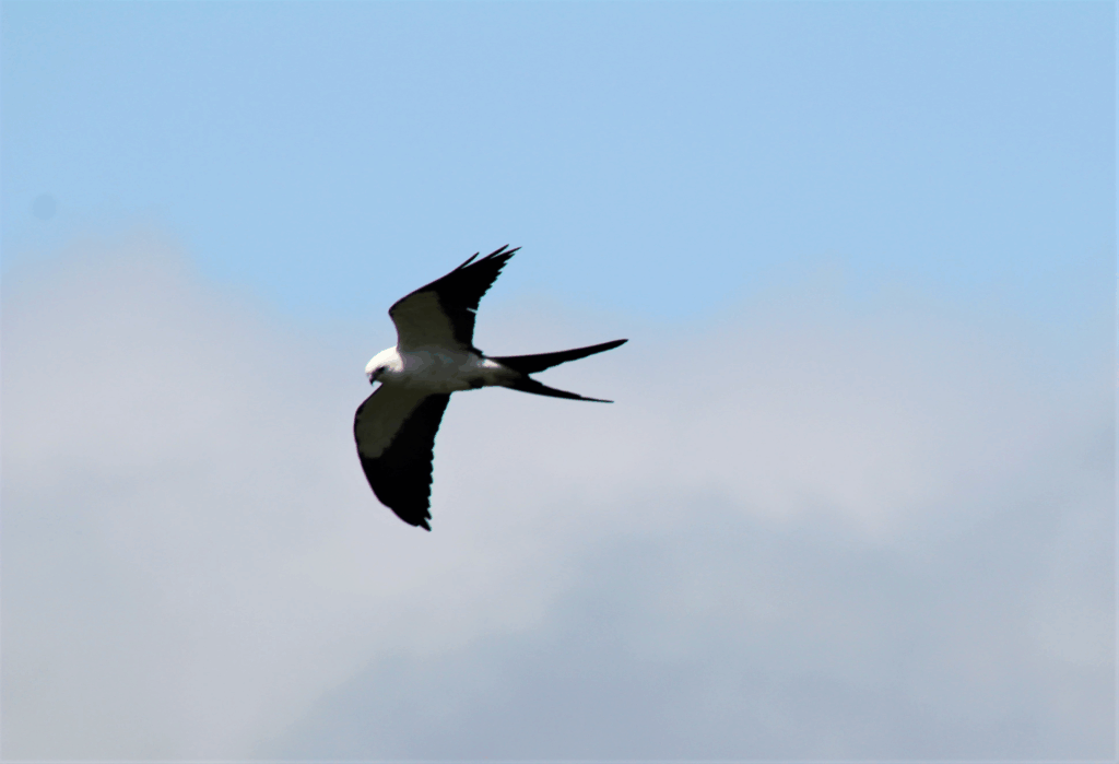 Gavião-tesoura —  "Elanoides forficatus" — Swallow-tailed Kite. Fotografia: Fábio Mayer