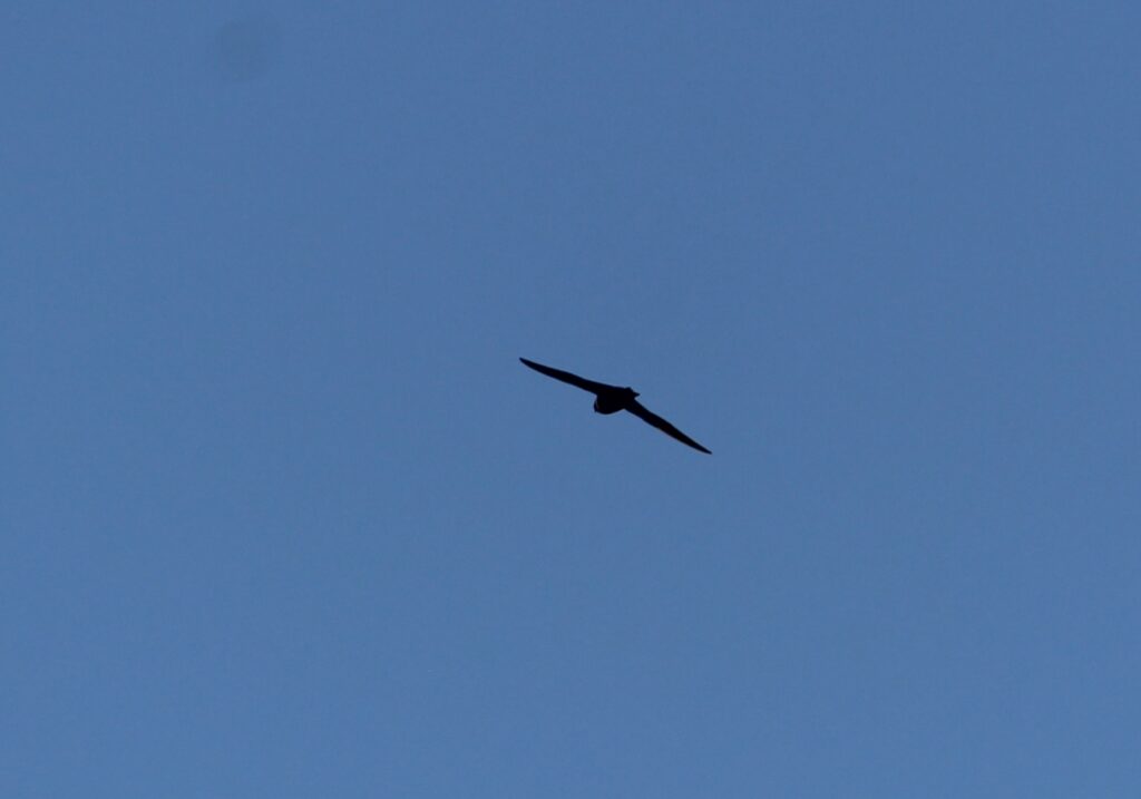 Fotografia: acervo do Observatório Ornitológico