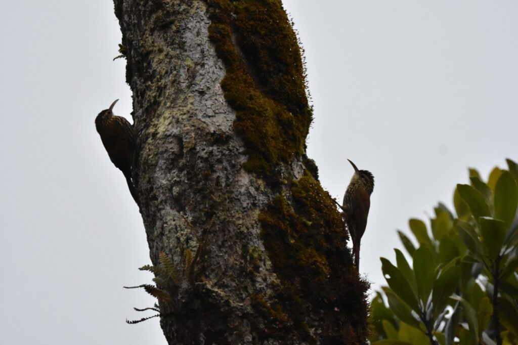 Fotografia: Maicon Molina