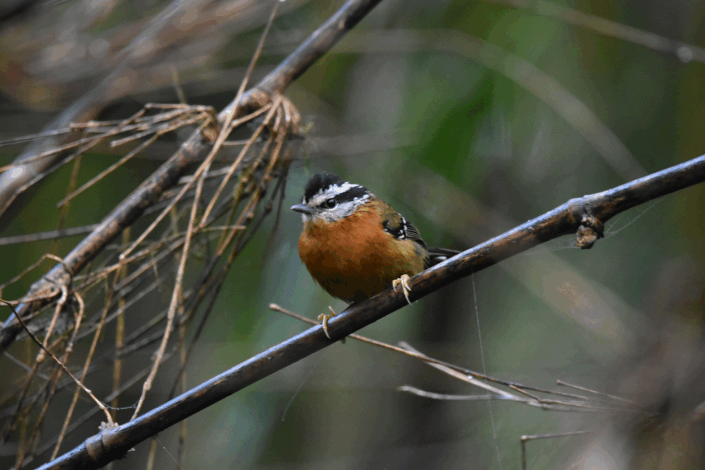 Choquinha-dublê — 
"Drymophila rubricollis" — Bertoni's Antbird. Fotografia: Maicon Molina