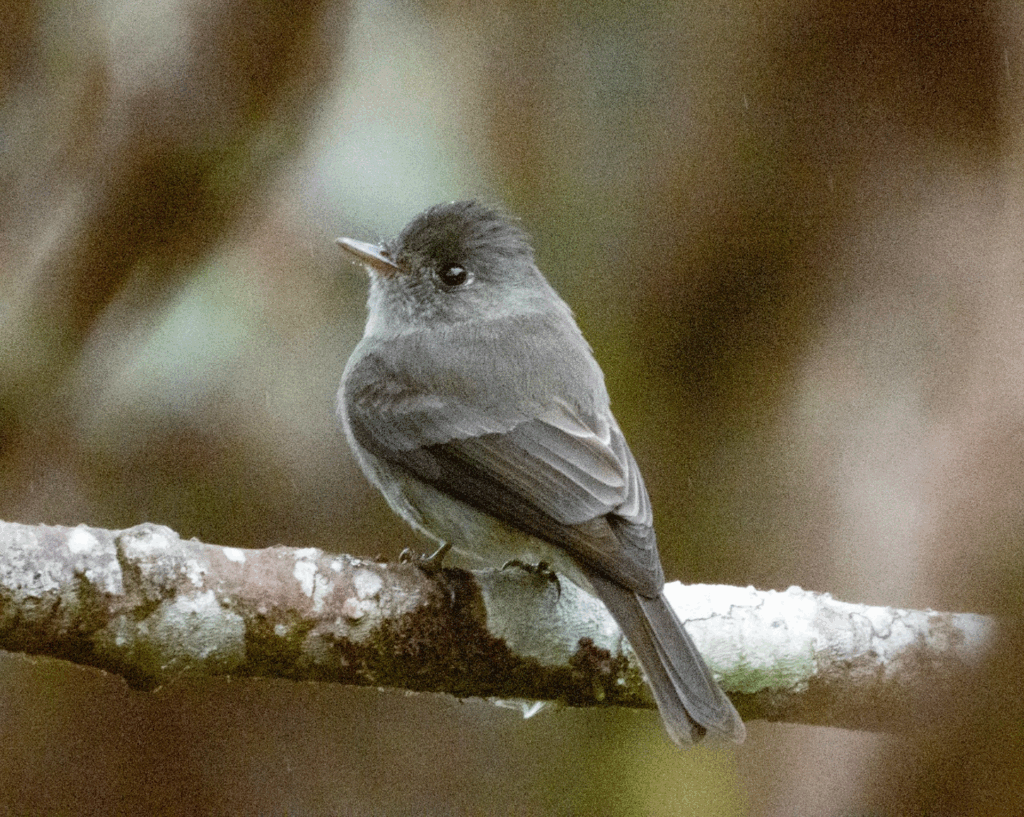 Papa-moscas-cinzento — "Contopus cinereus" — Tropical Pewee. Fotografia: Edgar Fernandez