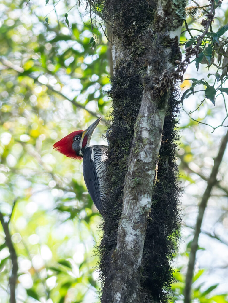 Pica-pau-de-banda-branca — "Dryocopus lineatus" — Lineated Woodpecker. Fotografia: Frederico Swarofsky