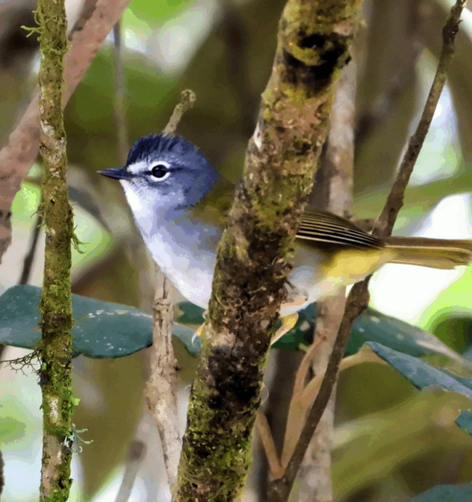 Pula-pula-assobiador — "Myiothlypis leucoblephara" — White-browed Warbler. Fotografia: Edgar Fernandez