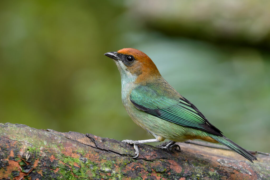 Saíra-preciosa (fêmea) — "Stilpnia preciosa" — Chestnut-backed Tanager (female). Fotografia: Frederico Swarofsky