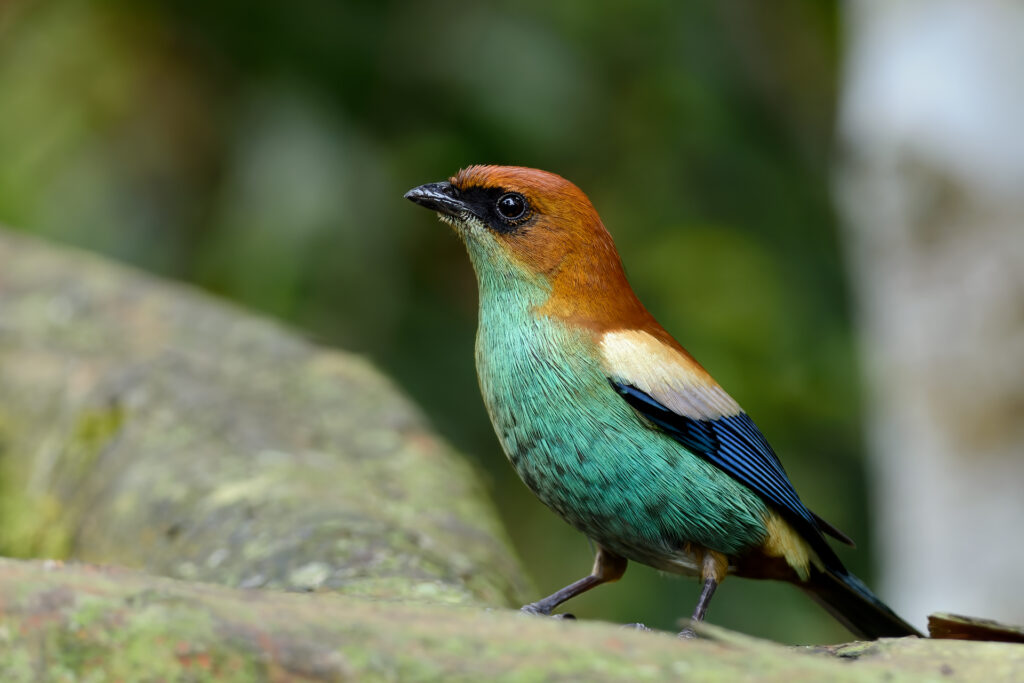 Saíra-preciosa (macho) — "Stilpnia preciosa" — Chestnut-backed Tanager (male). Fotografia: Frederico Swarofsky