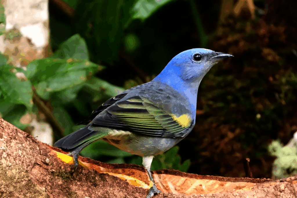 Sanhaço-de-encontro-amarelo — "Thraupis ornata" — Golden-chevroned Tanager. Fotografia: Edgar Fernandez