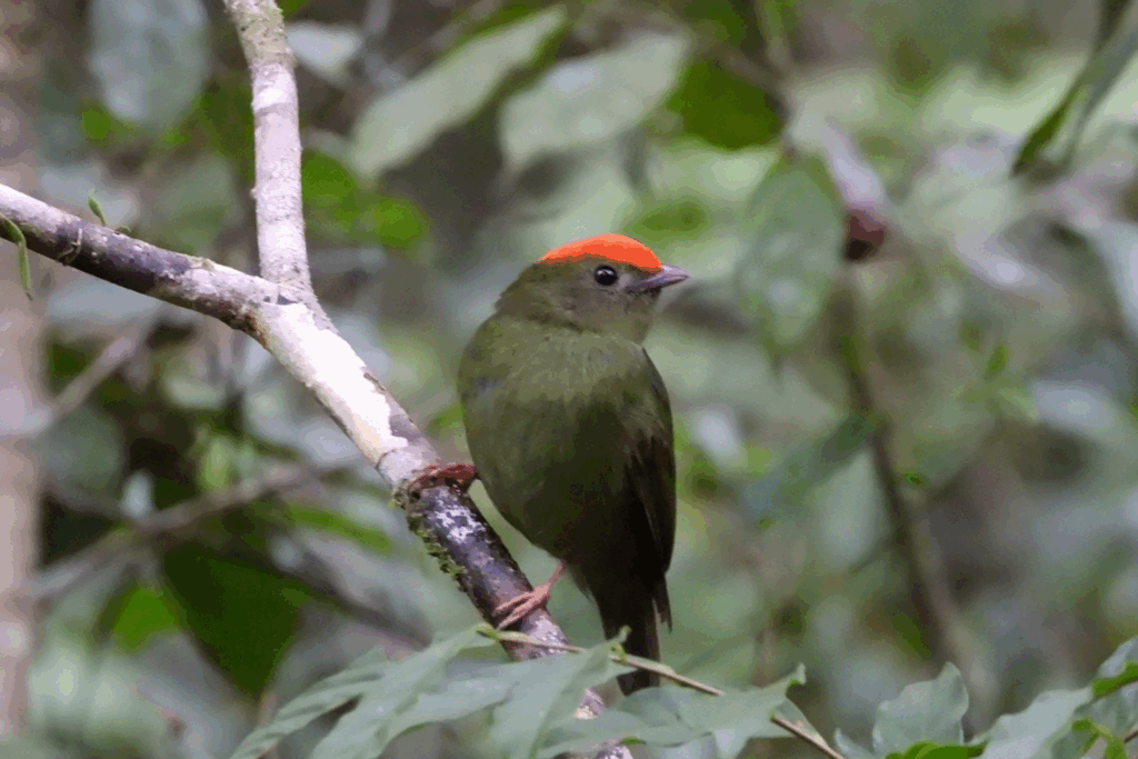 Tangará (macho jovem) — "Chiroxiphia caudata" — Swallow-tailed Manakin. Fotografia: Edgar Fernandez
