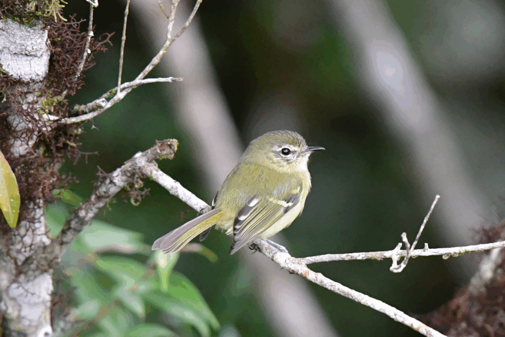 Borboletinha-do-mato — "Phylloscartes ventralis" — Mottle-cheeked Tyrannulet. Fotografia: Francisco Paludo