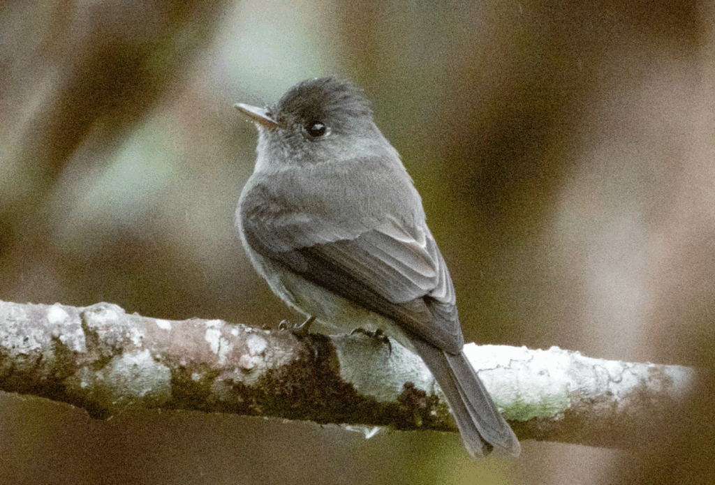Papa-moscas-cinzento — "Contopus cinereus" — Tropical Pewee. Fotografia: Edgar Fernandez