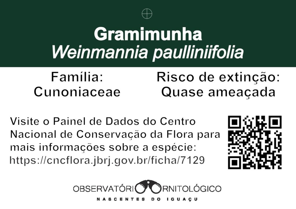 gramimunha