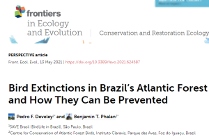 Em artigo científico, pesquisadores destacam ações para prevenir extinção de aves da Mata Atlântica