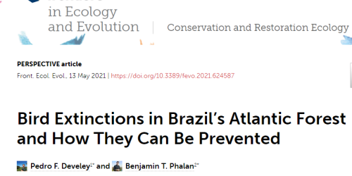 Em artigo científico, pesquisadores destacam ações para prevenir extinção de aves da Mata Atlântica