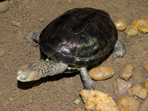 Cágado-preto — 
"Acanthochelys spixii". Fotografia: Sérgio A. A. Morato