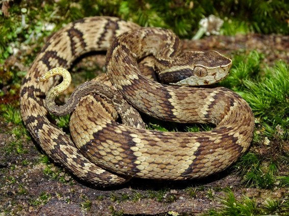 Jararaca-comum — 
"Bothrops jararaca". Fotografia: Thiago M. Castro