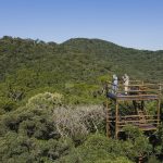 Floresta Atlântica - Observatório Ornitológico - Piraquara - PR. Fotografia: Zig Koch (2021)