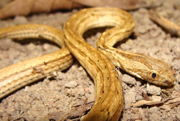 Cobra-espada — 
"Dryophylax nattereri". Fotografia: Renato S. Bérnils