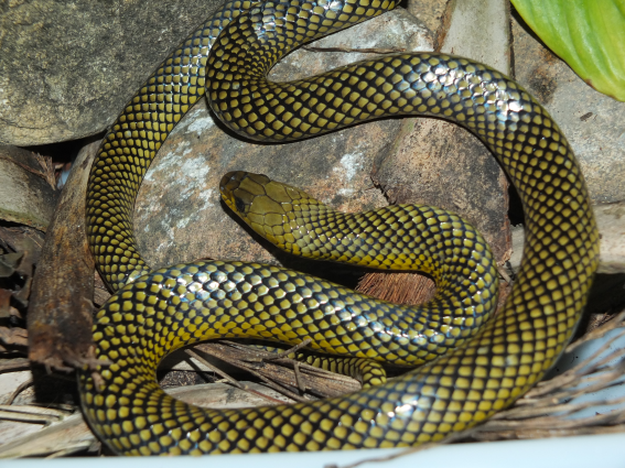Cobra-lisa — "Erythrolamprus miliaris". Fotografia: Sérgio A. A. Morato