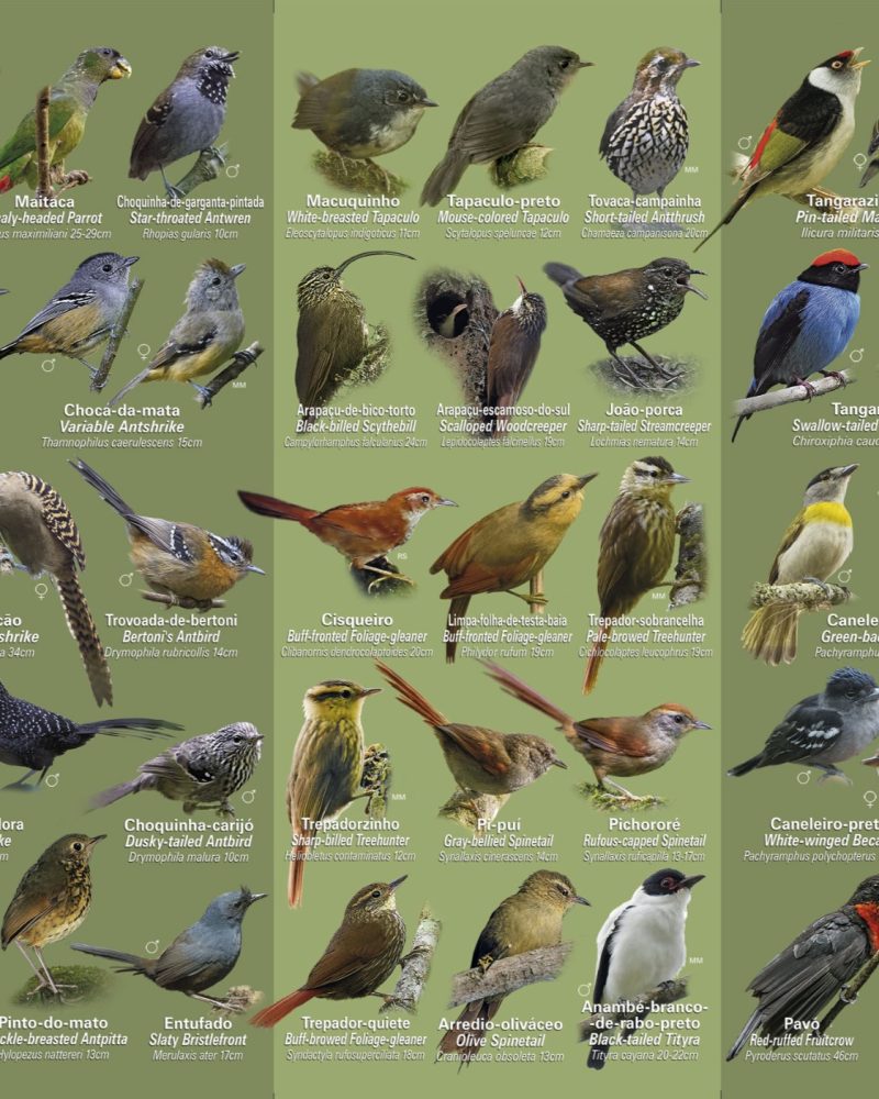 Guia-OO-interno-FINAL_edited