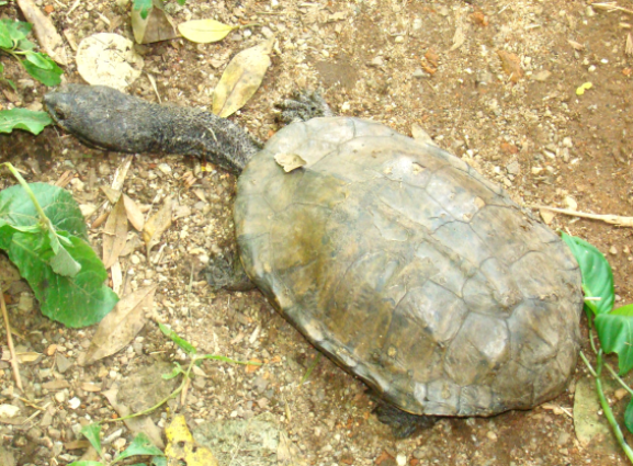 Cágado-pescoçudo — 
"Hydromedusa tectifera". Fotografia: Sérgio A. A. Morato