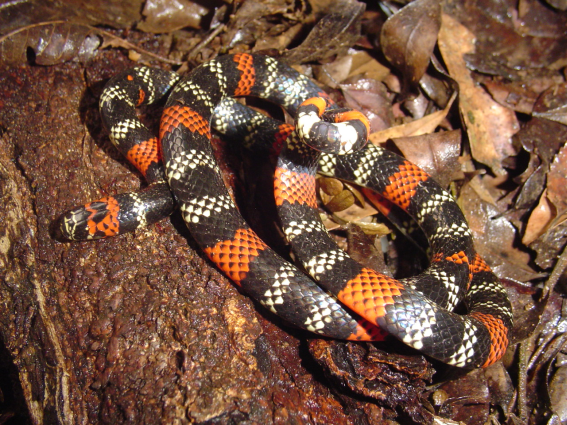 Coral-verdadeira peçonhenta — "Micrurus altirostris". Fotografia: Sérgio A. A. Morato