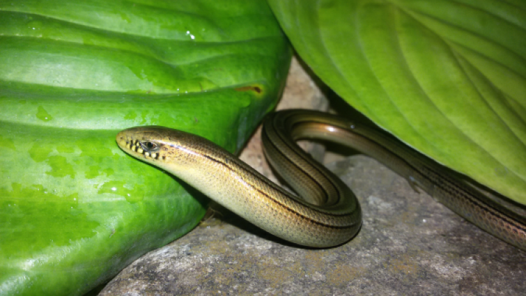 Cobra-de-vidro — 
"Ophiodes fragilis". 
Fotografia: Sérgio A. A. Morato