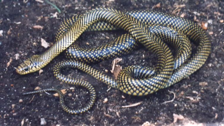 Parelheira — 
"Philodryas arnaldoi". Fotografia: Sérgio A. A. Morato