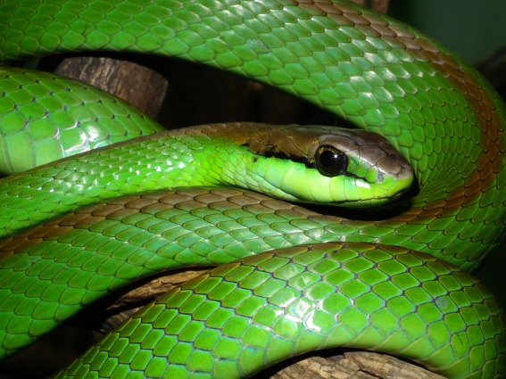Cobra-verde — 
"Philodryas olfersii". Fotografia: Sérgio A. A. Morato