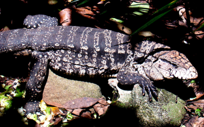 Teiú — 
"Salvator merianae". Fotografia: Sérgio A. A. Morato
