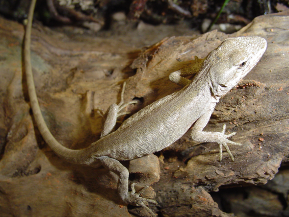 Lagartinho arborícola — "Urostrophus grilli". Fotografia: Sérgio A. A. Morato