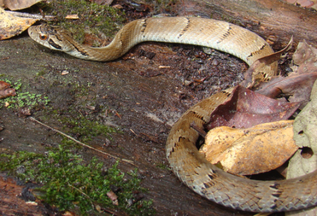 Boipevinha-do-mato — "Xenodon neuwiedii". Fotografia: Sérgio A. A. Morato