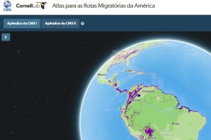 Atlas com rotas de migração de aves nas  Américas é lançado em reunião da Convenção sobre Espécies Migratórias