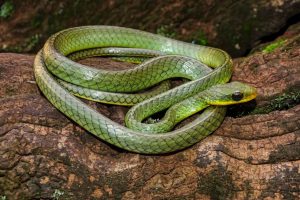 Cobra-cipó ("Chironius bicarinatus"), uma das espécies de ocorrência no Observatório Ornitológico.
 Fotografia: Thiago M. Castro